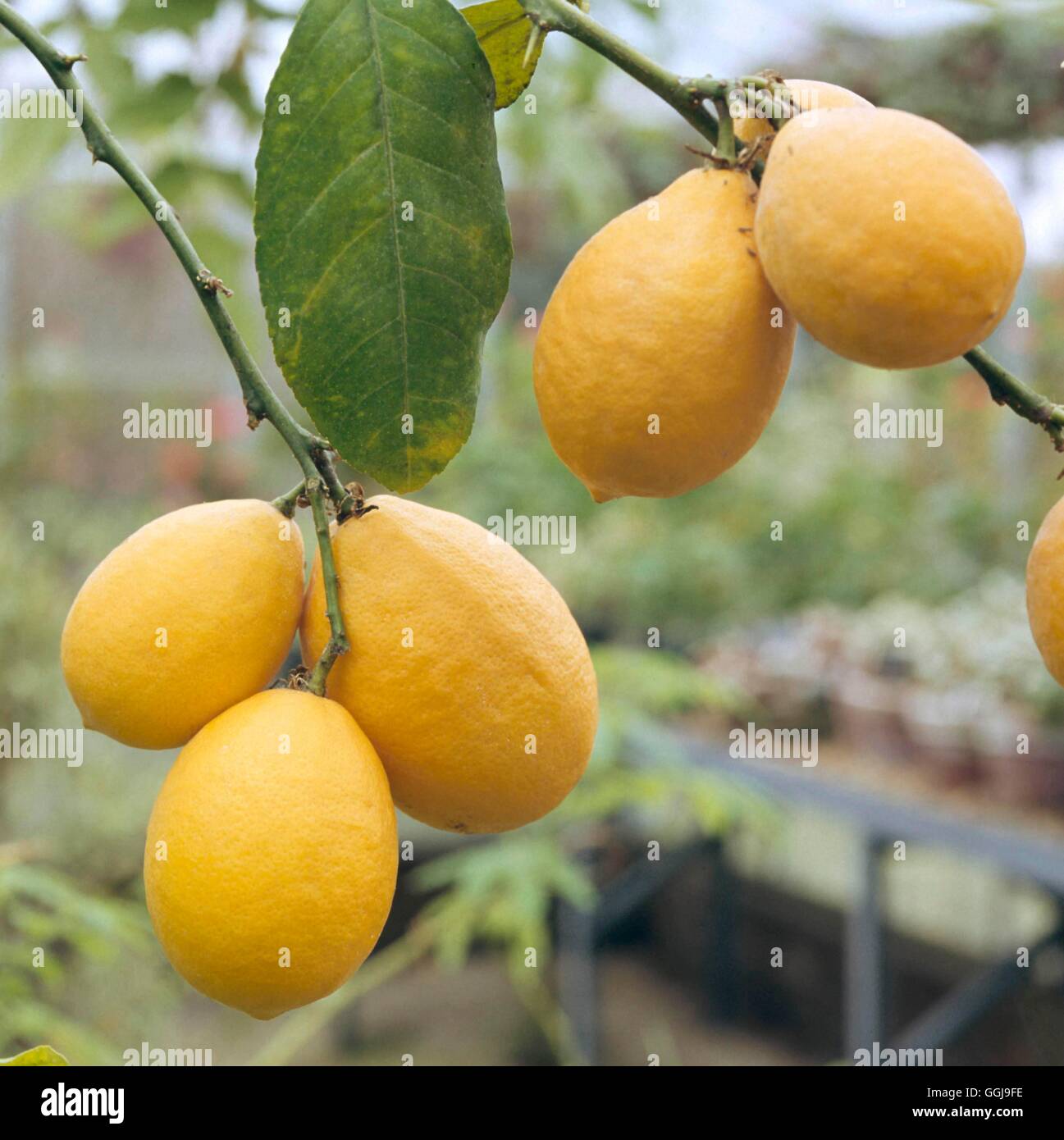 Lemon - `Meyer' (Citrus limon 'Meyer' AGM)   FRU047800 Stock Photo